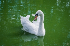 White Mute Swan Background