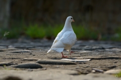 White Pigeon Background - High-quality free Photo from FreeArtBackgrounds.com