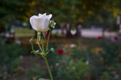 White Rose Background - High-quality free Photo from FreeArtBackgrounds.com
