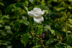 White Rose Background  - High-quality free Photo from FreeArtBackgrounds.com