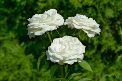 White Roses Background - High-quality free Photo from FreeArtBackgrounds.com