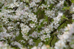 
White Spring Blooming Background