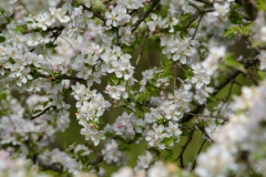 White Spring Blooming Background - High-quality free Photo from FreeArtBackgrounds.com