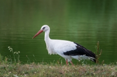 White Stork Background - High-quality free Photo from FreeArtBackgrounds.com