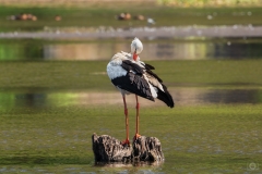 White Stork Stands On A Tree Stump In The Lake - High-quality free Photo from FreeArtBackgrounds.com