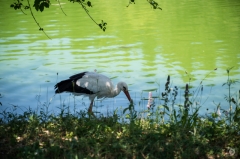 White Stork and Lake Background - High-quality free Photo from FreeArtBackgrounds.com