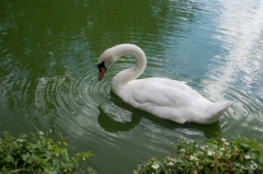 White Swan Beautiful Background