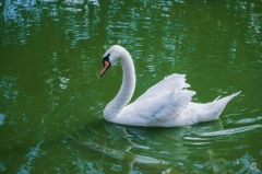 White Swan in Water Background  - High-quality free Photo from FreeArtBackgrounds.com