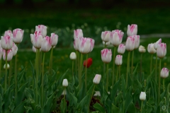 White Tulips Background - High-quality free Photo from FreeArtBackgrounds.com
