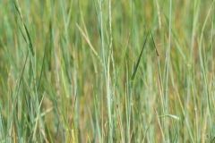 Wild Grass Texture - High-quality free Photo from FreeArtBackgrounds.com