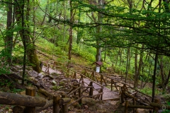 Wooden Forest Path Background