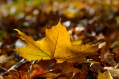 Yellow Autumn Leaf Background - High-quality free Photo from FreeArtBackgrounds.com