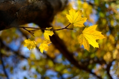 Yellow Autumn Leaves Background - High-quality free Photo from FreeArtBackgrounds.com