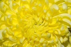 Yellow Chrysanthemum Flower Texture - High-quality free Photo from FreeArtBackgrounds.com
