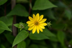 Yellow Flower Background - High-quality free Photo from FreeArtBackgrounds.com