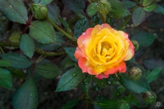 Yellow Red Rose After Rain Background - High-quality free Photo from FreeArtBackgrounds.com