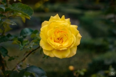 Yellow Rose Background - High-quality free Photo from FreeArtBackgrounds.com