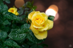 Yellow Rose Background - High-quality free Photo from FreeArtBackgrounds.com
