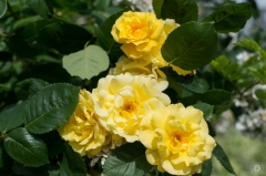 Yellow Roses Background - High-quality free Photo from FreeArtBackgrounds.com