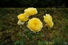 Yellow Roses Background - High-quality free Photo from FreeArtBackgrounds.com